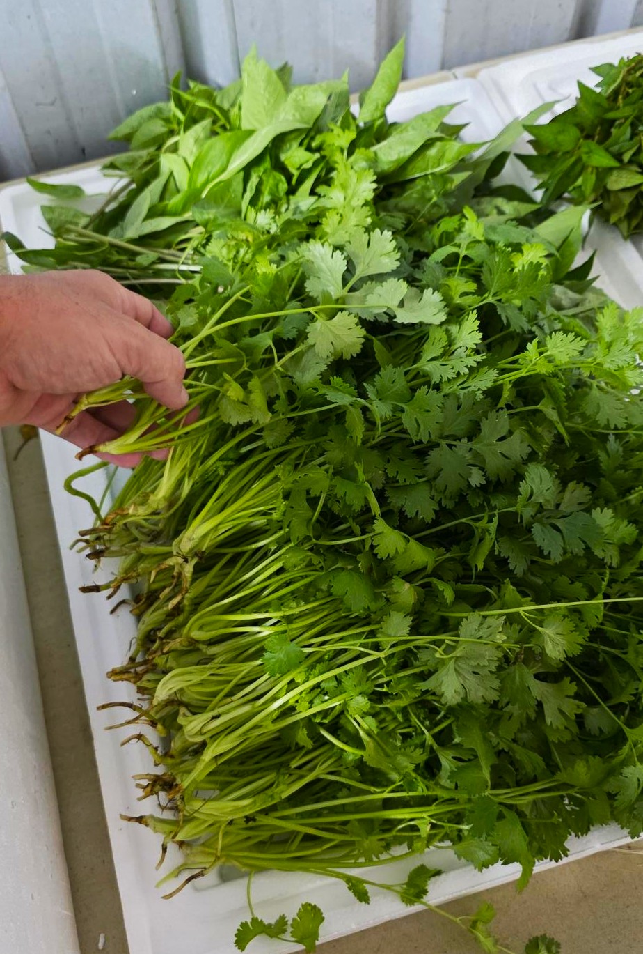 growing herbs hydroponics.jpg